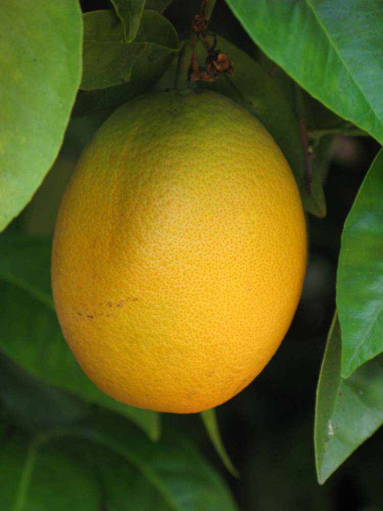            Fruit (Riverside, CA)   